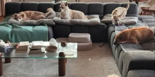 이효리♥이상순, 평창동 60억원 집 보니…반려견들과 편안한 일상